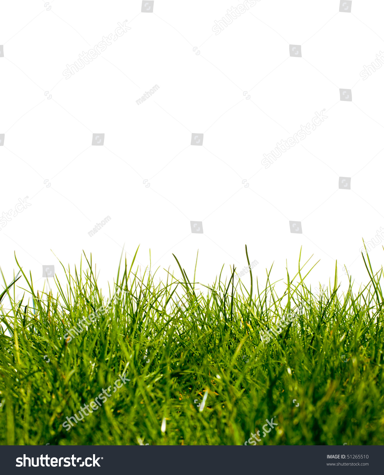 Grass On Isolated White Background Stock Photo 51265510 : Shutterstock