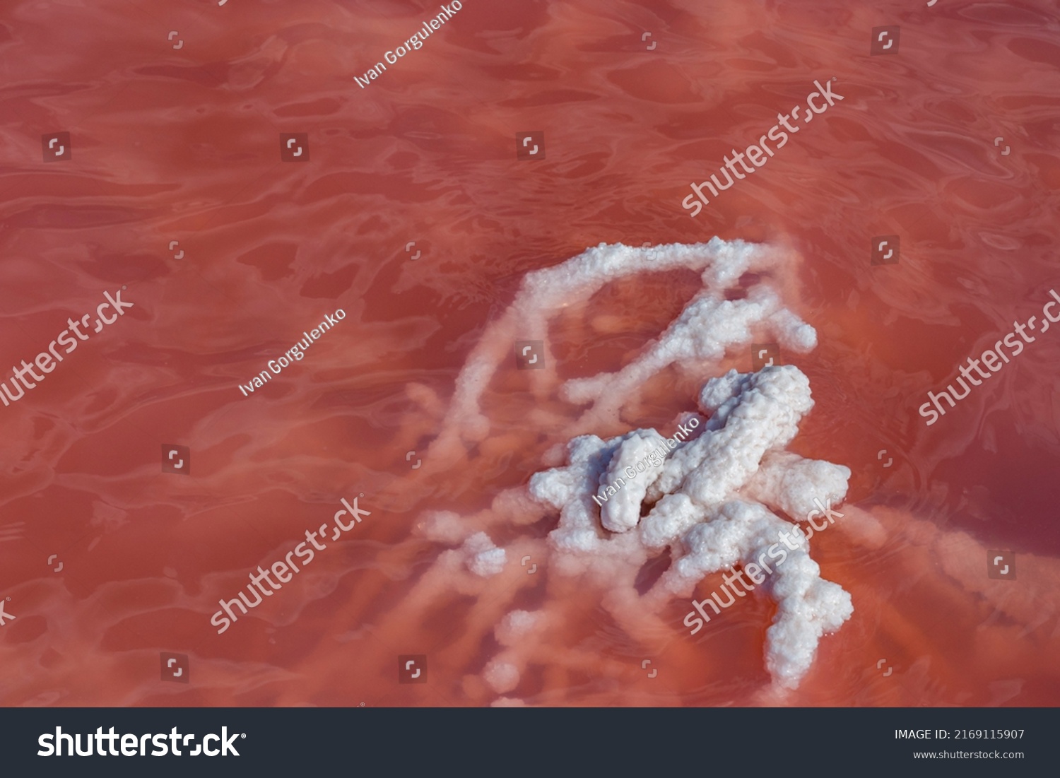 Grass Overgrown Salt Pink Salt Water Stock Photo 2169115907 Shutterstock