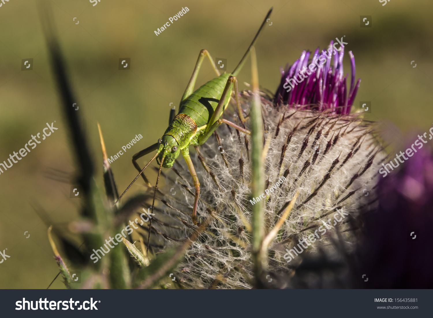 Grasshopper On Thistle Closeup Stock Photo Edit Now 156435881