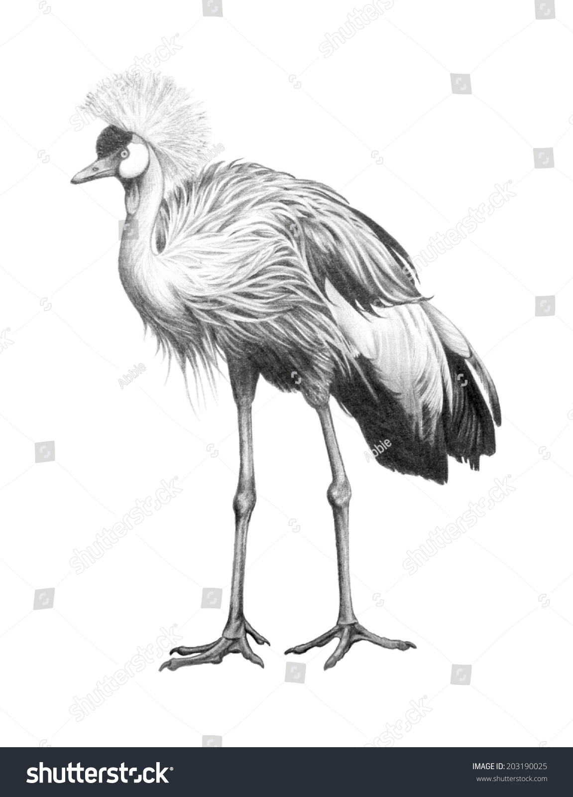 Gray African Crested Crane Hand Drawn Stock Illustration 203190025 ...