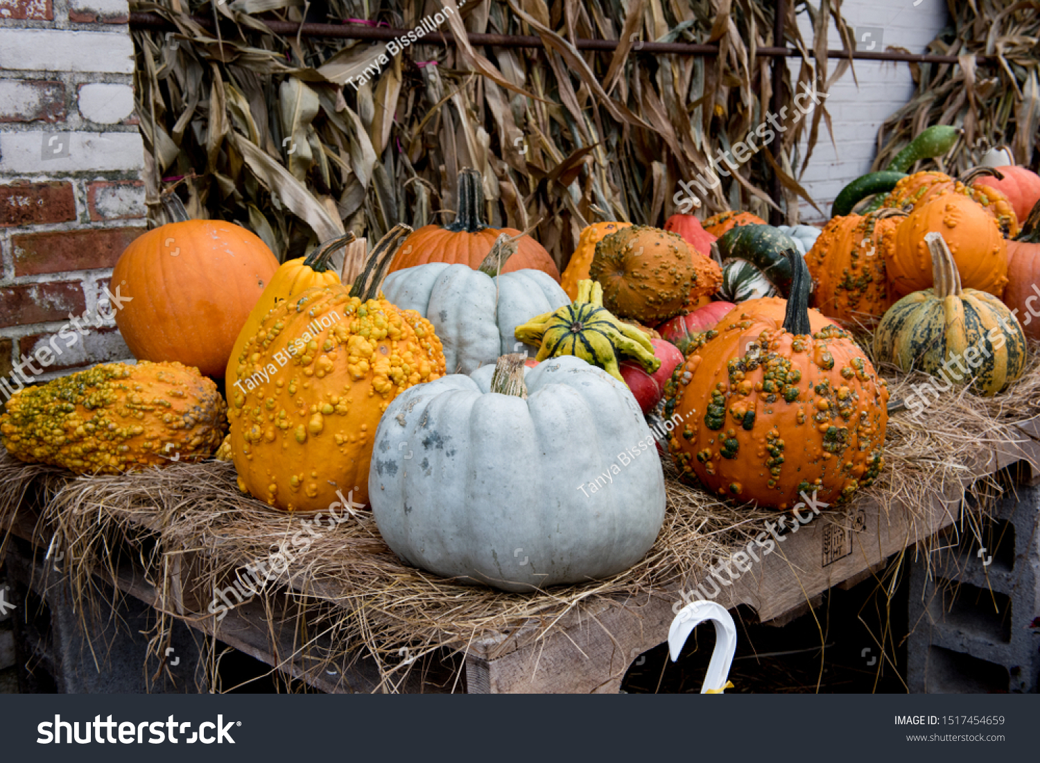 Gray Orange Decorative Pumpkins Warts Rustic Stock Photo Edit Now 1517454659