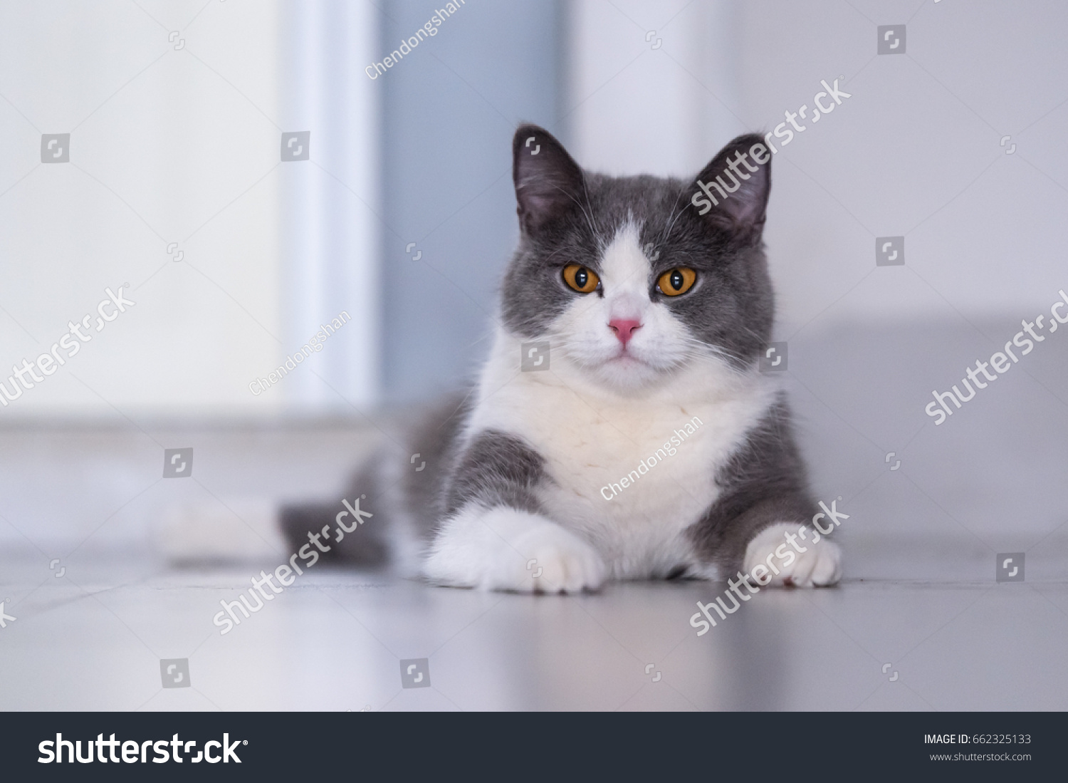 Gray British Shorthair Cats Indoors Royalty Free Stock Image