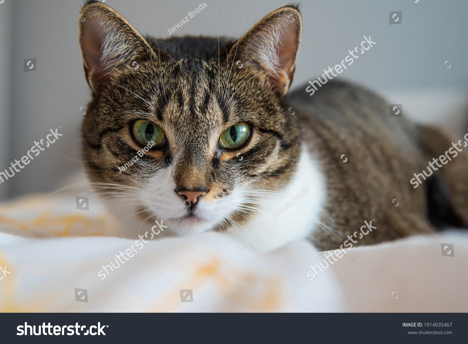 Gray Cat Looking Into Camera Stock Photo 1914035467 | Shutterstock