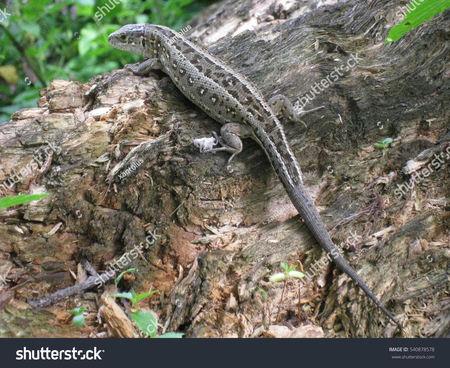 Gray Lizard In Summer Forest Stock Photo 540878578 : Shutterstock