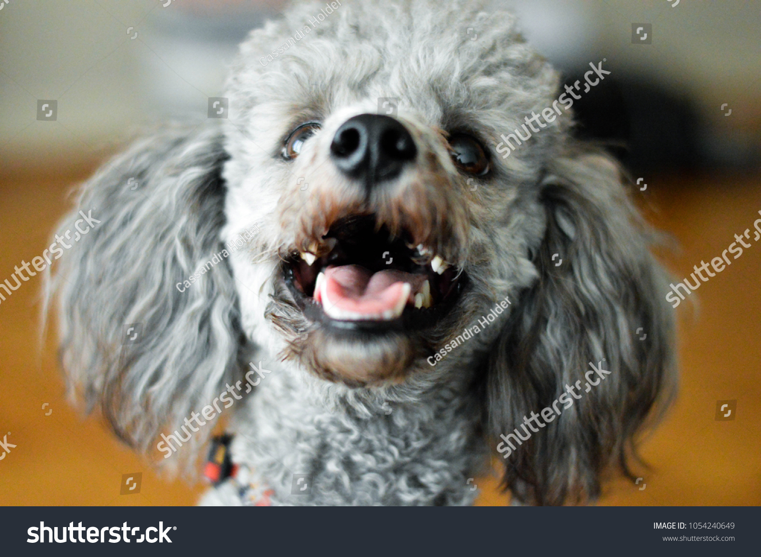 gray miniature poodle