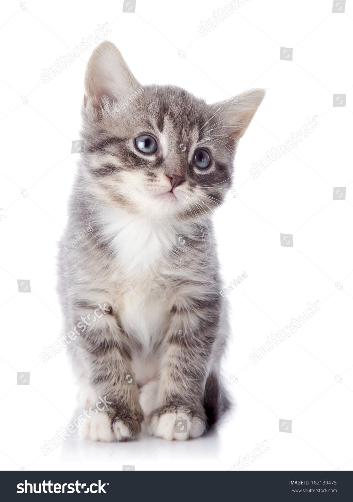 Gray Striped Kitten Striped Kitten Blue Stock Photo Edit Now