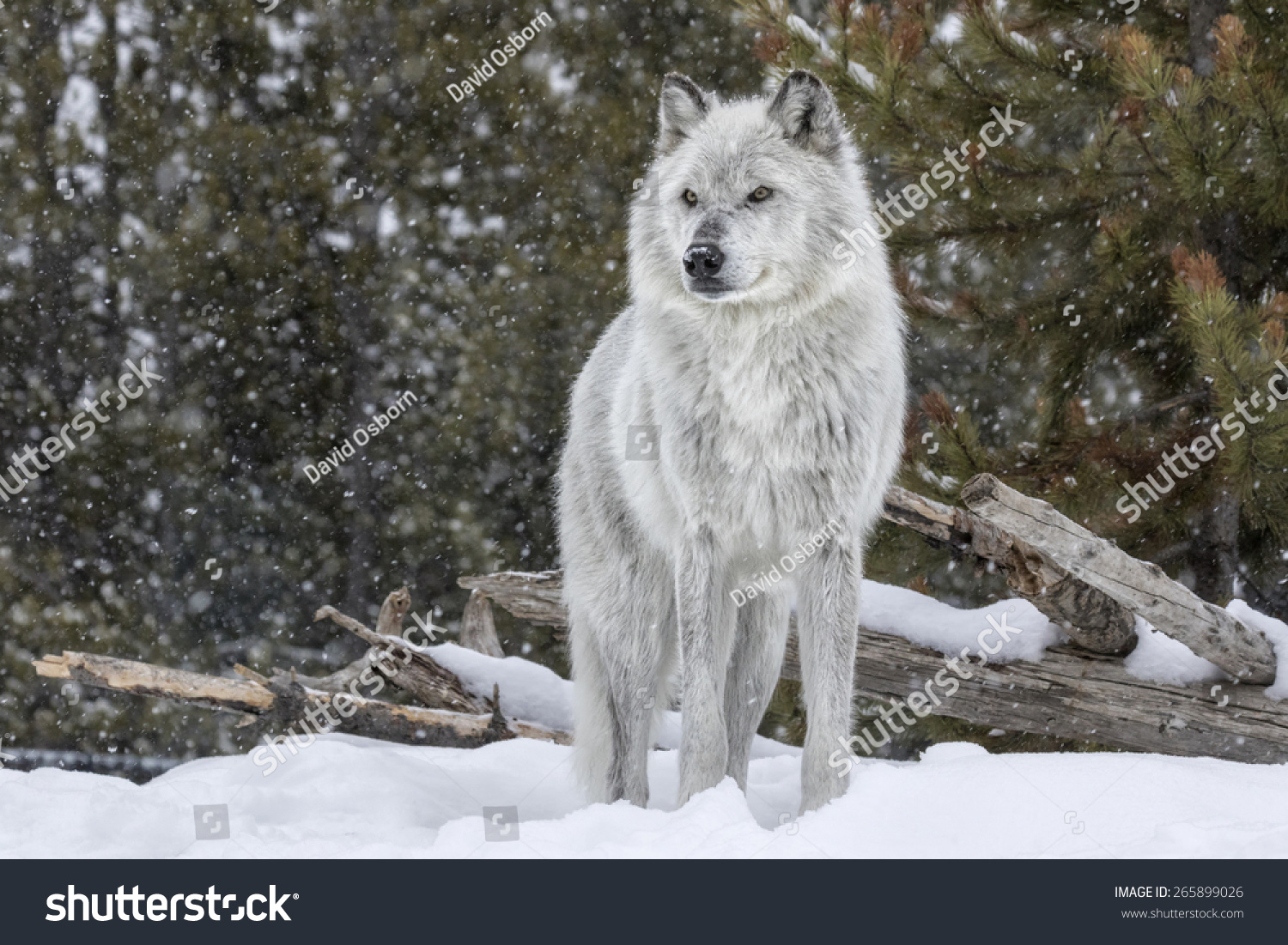 Gray Wolf