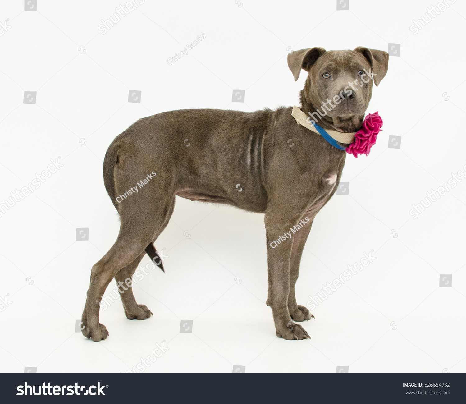 Grayish Brown Female Mixed Breed Dog Stock Photo Edit Now 526664932