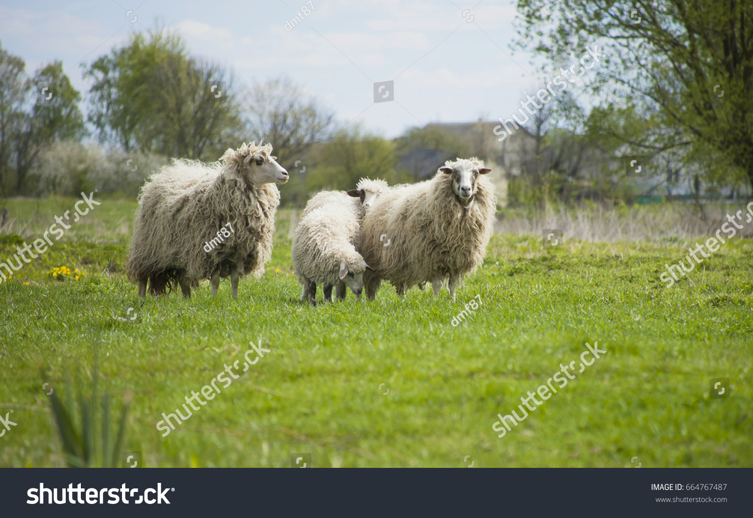 Grazing White Sheep Black Spots On Stock Photo 664767487 | Shutterstock