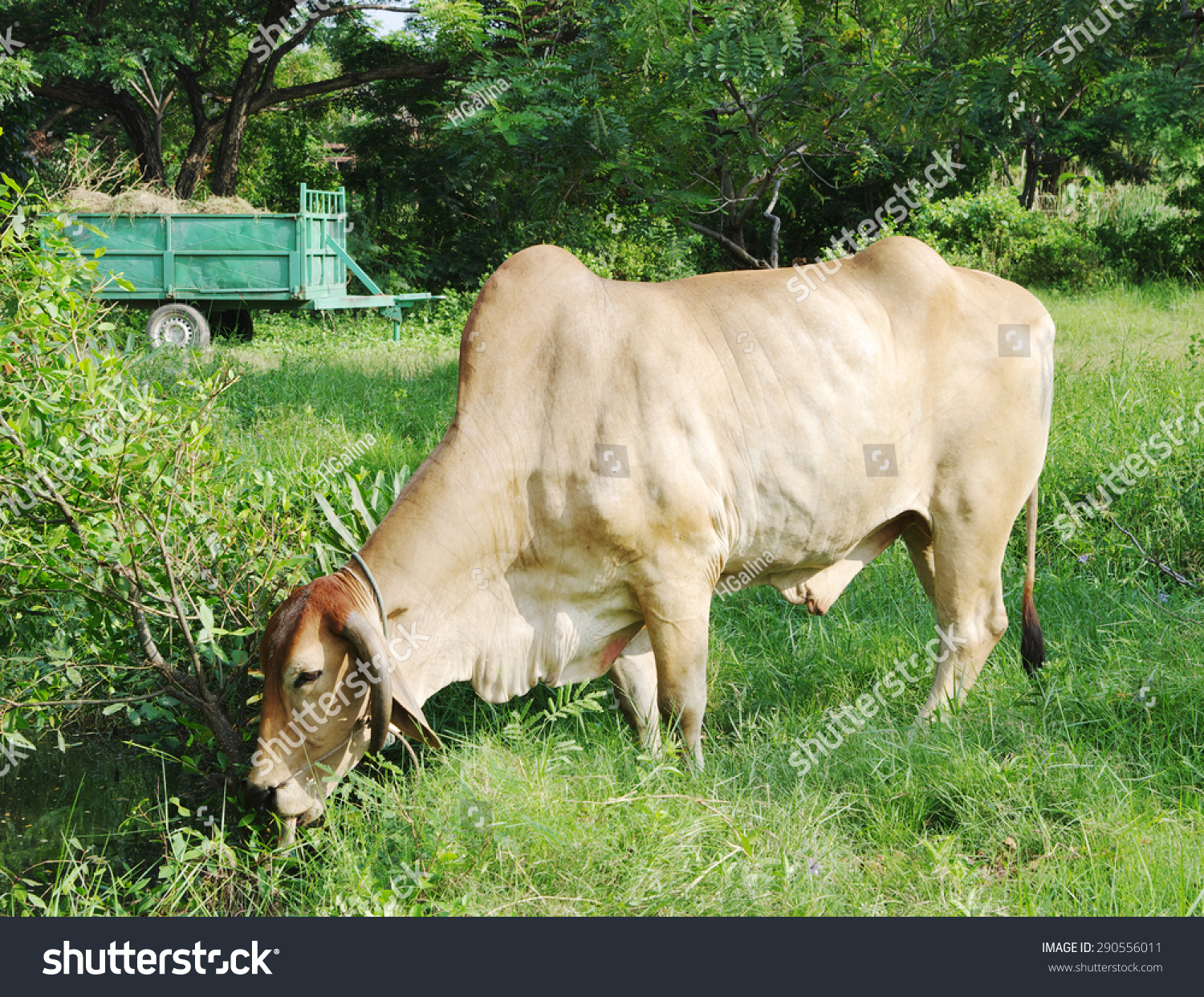 Grazing Zebu Lat Bos Taurus Indicus Stock Photo 290556011 - Shutterstock