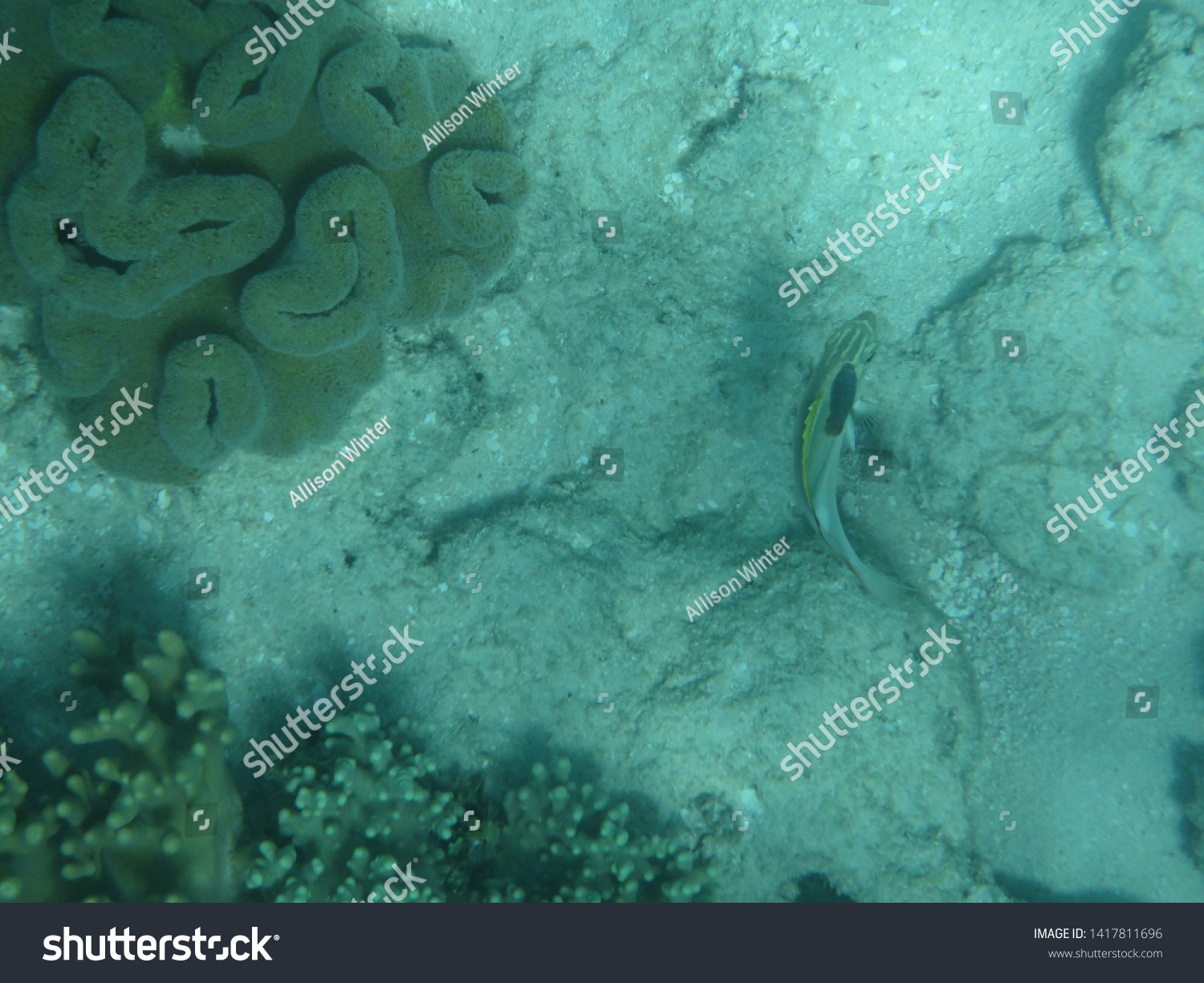 Great Barrier Reef Australia Under Water Stock Photo 1417811696 ...