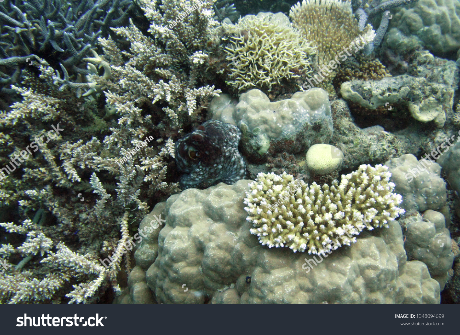 Great Barrier Reef Australian Diving Stock (Edit Now) 1348094699