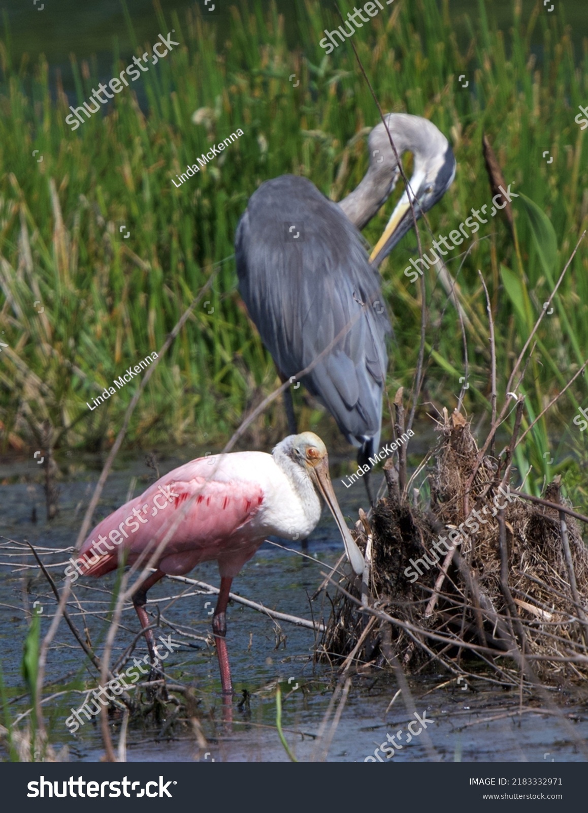 2,367 Spoonbills heron Images, Stock Photos & Vectors | Shutterstock