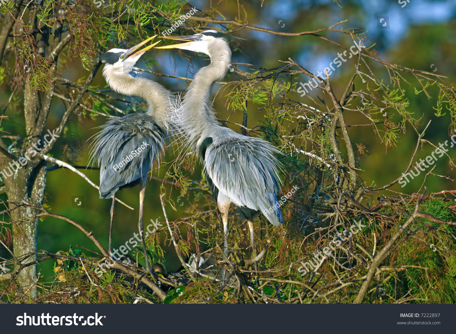 Great Blue Heron In Mating Ritual Stock Photo 7222897 : Shutterstock