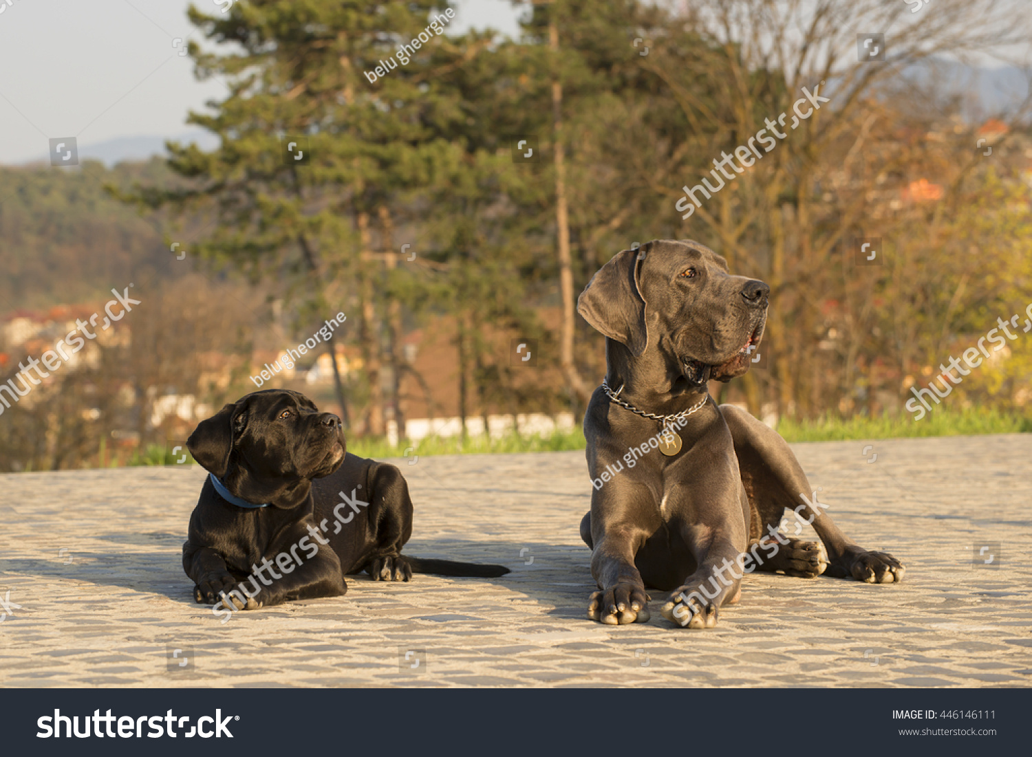 Great Dane Dog Cane Corso Dogs Stock Photo Edit Now 446146111