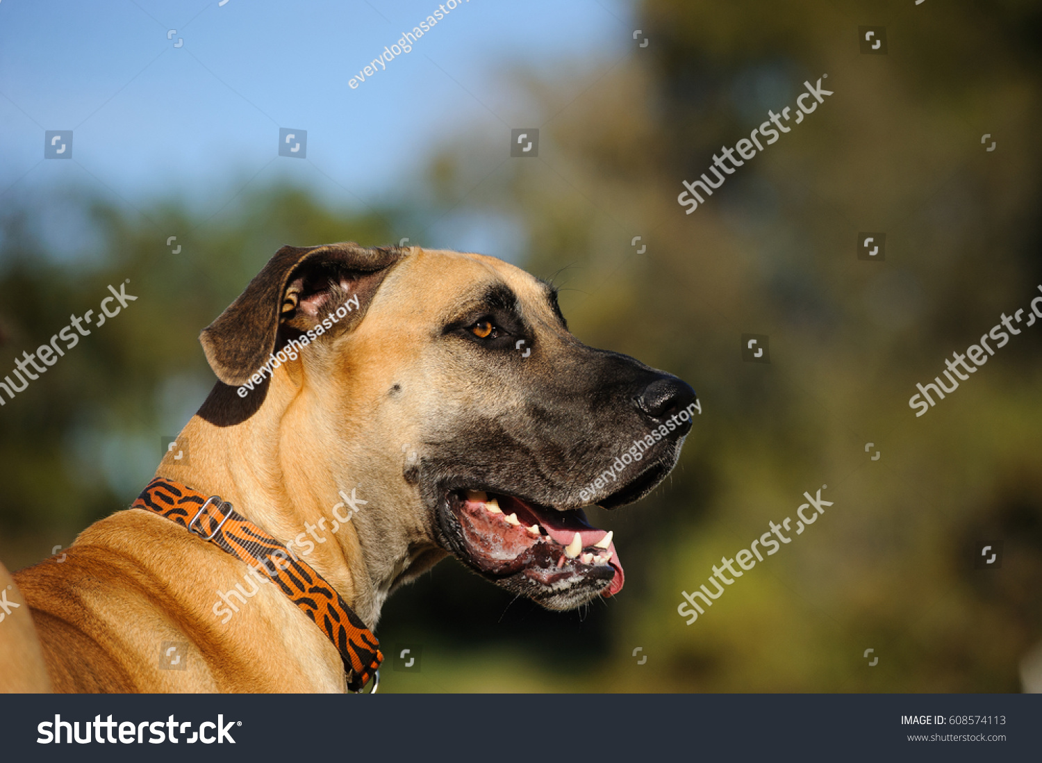 Great Dane Dog Head Shot Stock Photo 608574113 - Shutterstock