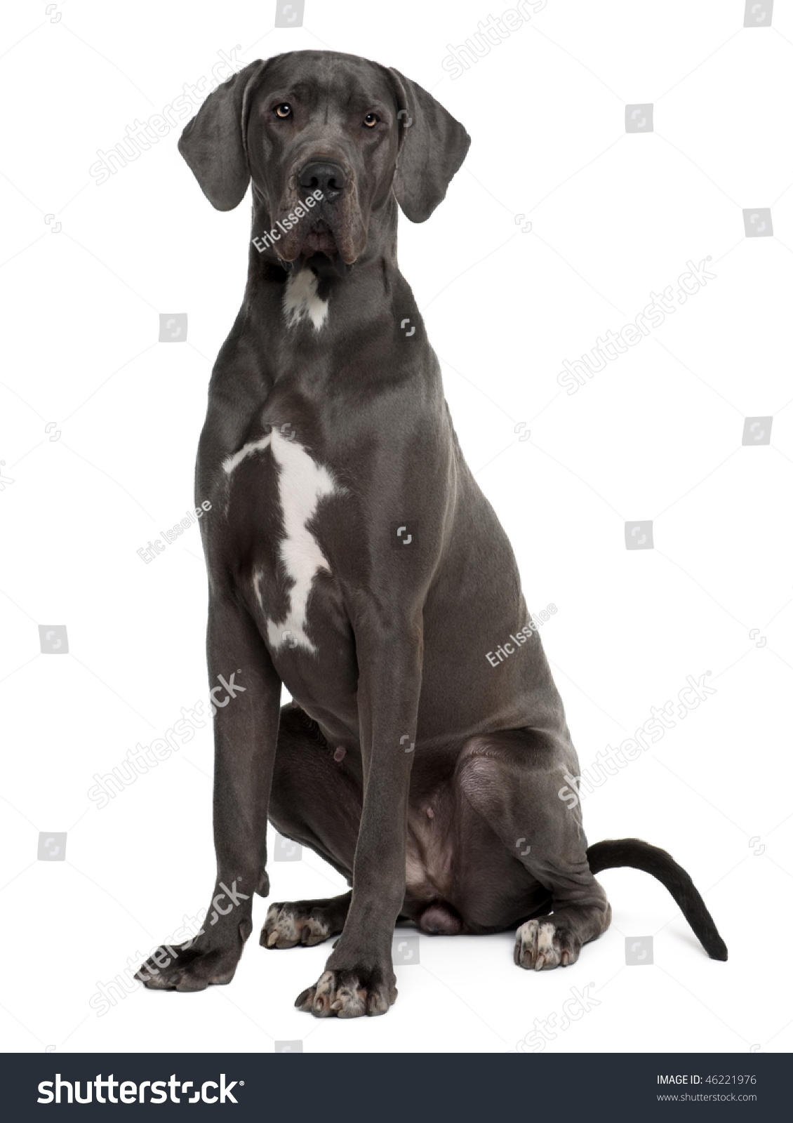 Great Dane, 2 Years Old, Sitting In Front Of White Background Stock ...