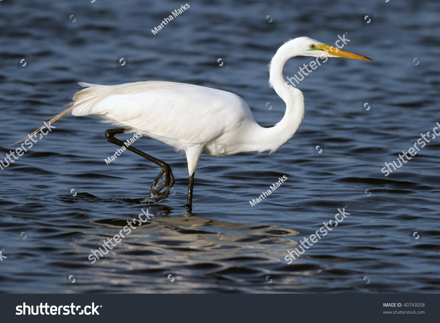 Great Egret Male In Breeding Plumage Stock Photo 40743058 : Shutterstock