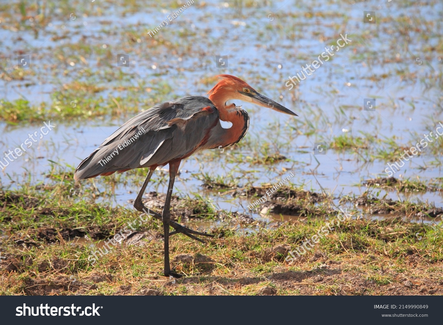 Great Goliath Heron Legs Water Looking Stock Photo 2149990849 ...