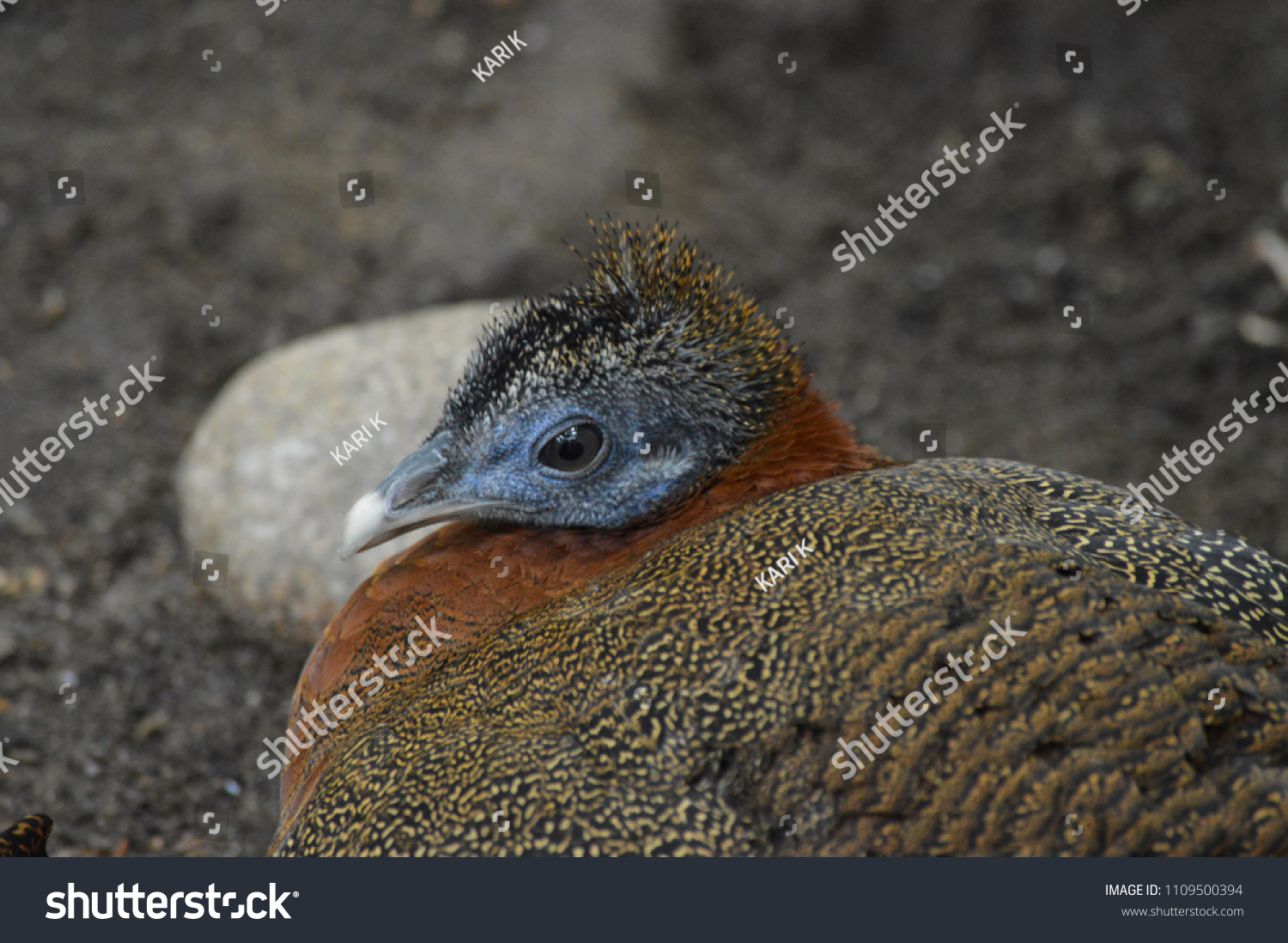 Great Malay Argus Bird Stock Photo Edit Now 1109500394