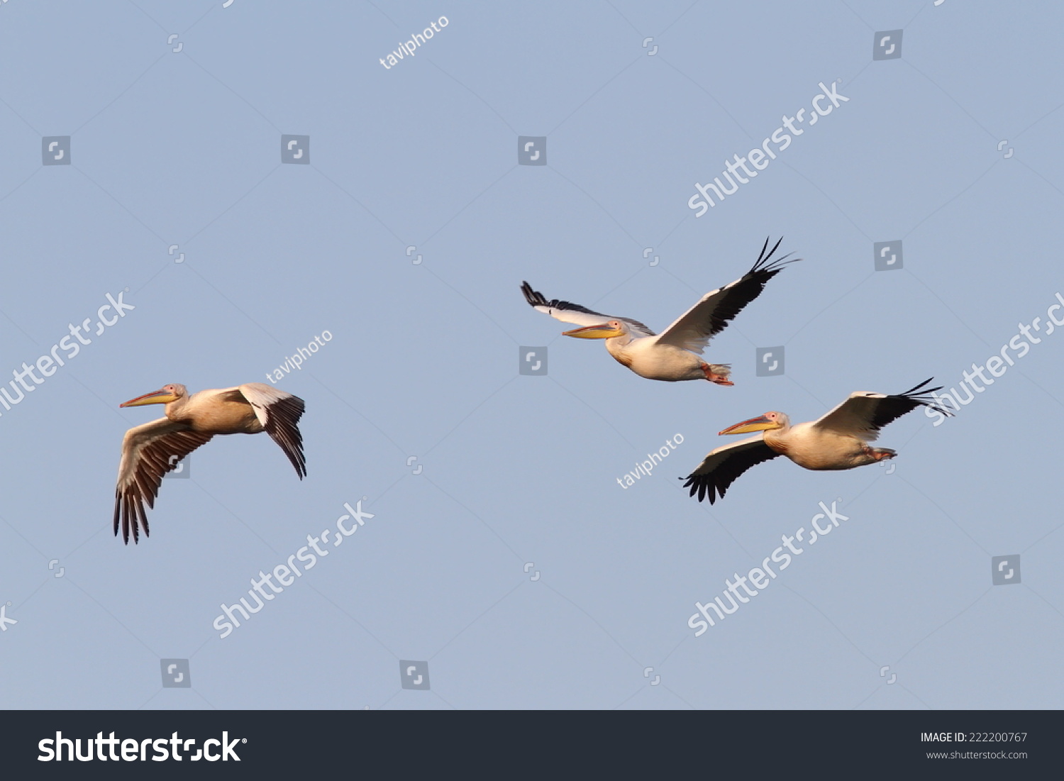 Great Pelicans ( Pelecanus Onocrotalus ) Flying In Formation Over The ...