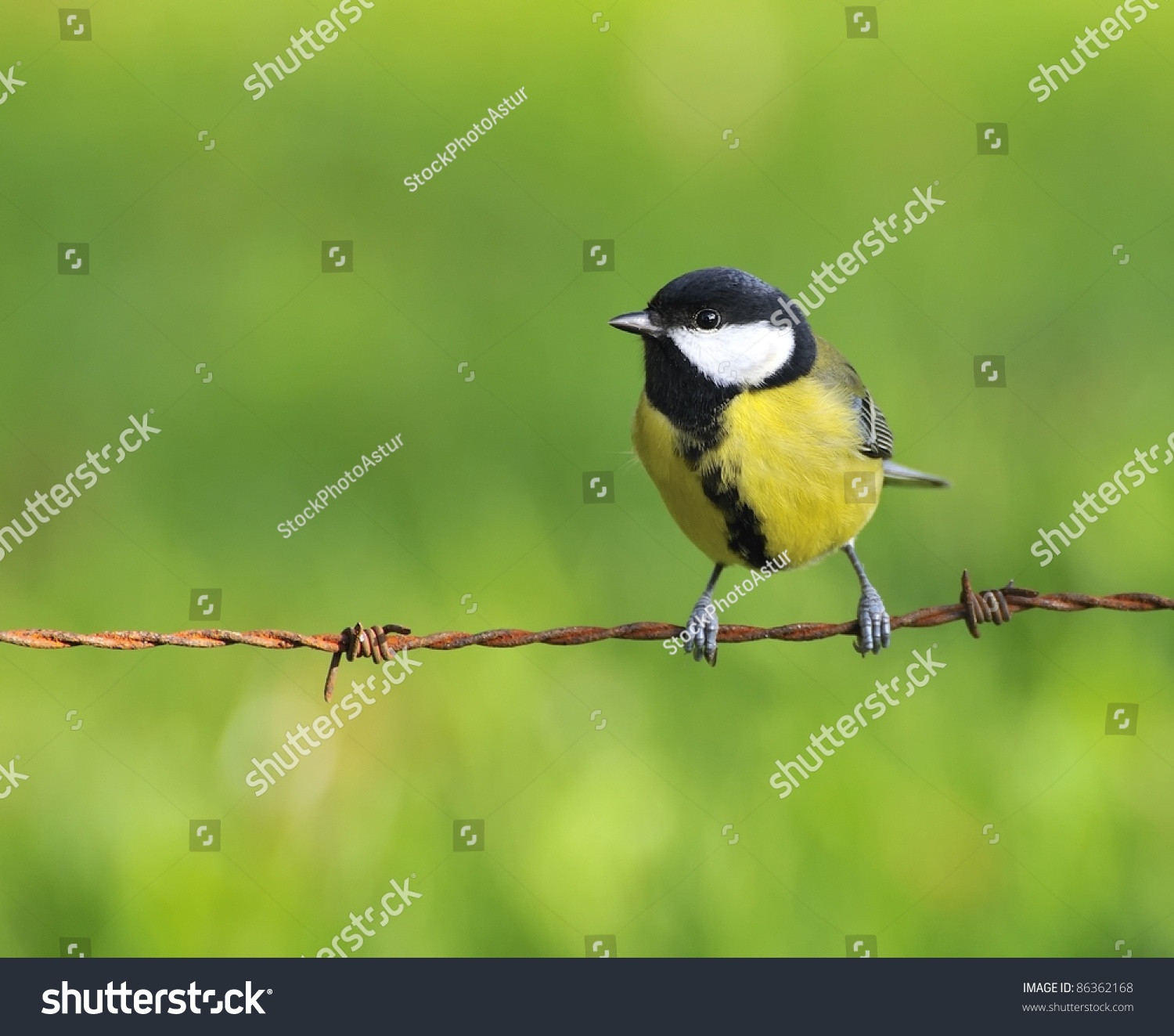 Barbed Wire Electric Fence Editorial Stock Photo Image 1255283