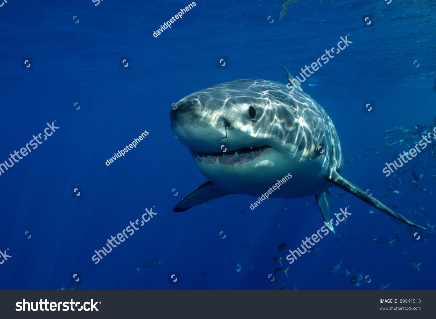 Great White Shark Stock Photo 89941513 : Shutterstock