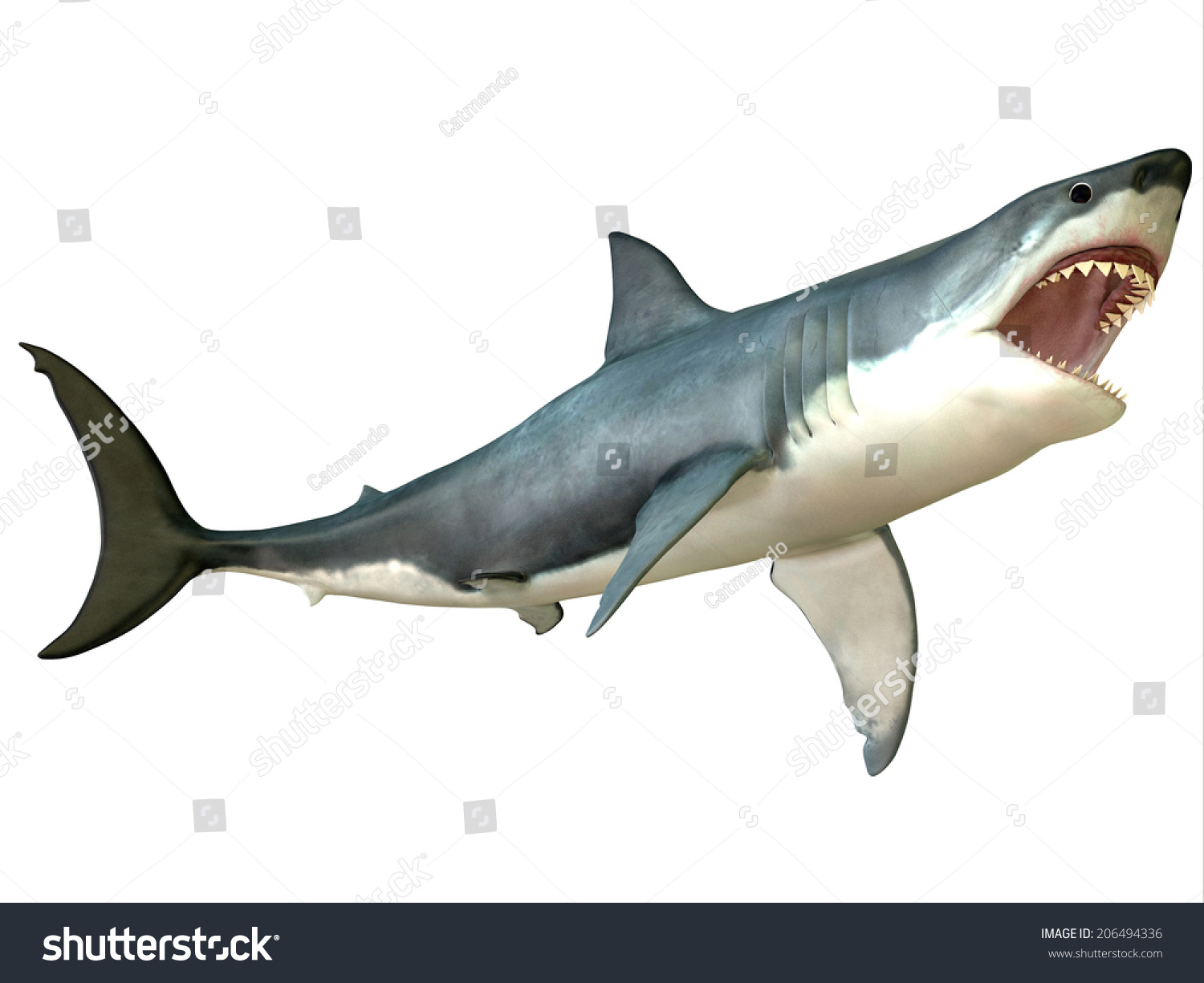 Great White Shark Attack Great White Stock Illustration 206494336 ...