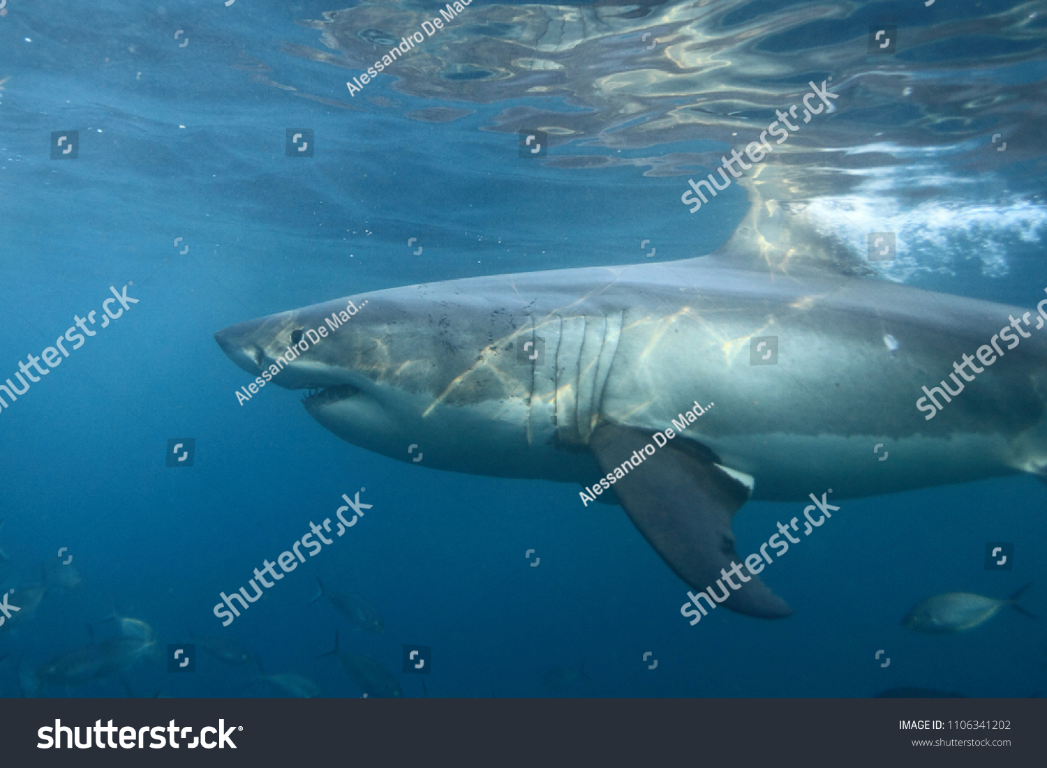 great white shark carcharodon
