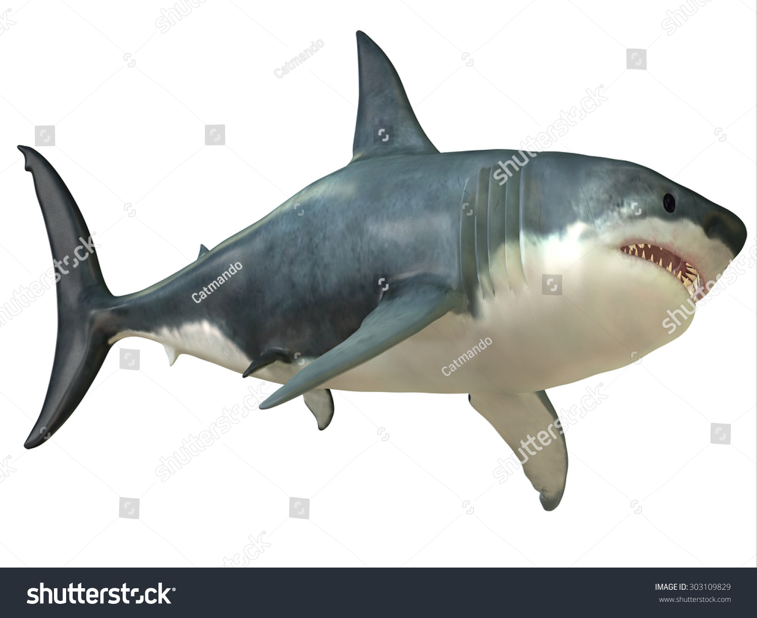 Great White Shark Female - The Great White Shark Can Grow Over 8 Meters ...