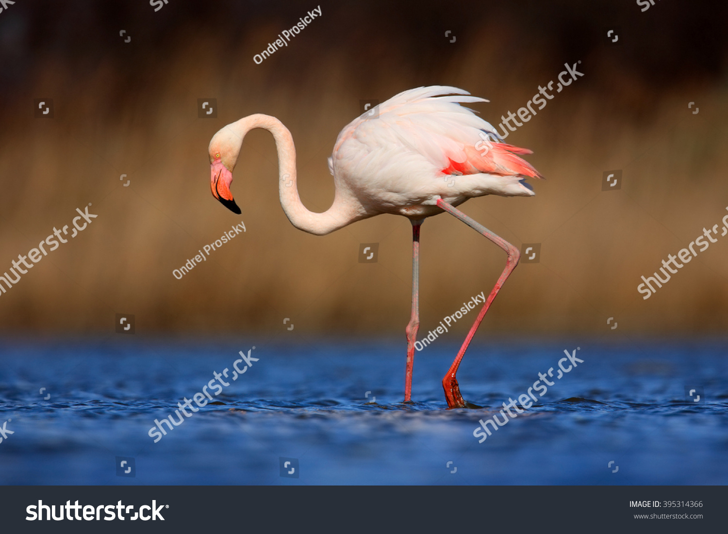 オオフラミンゴ フェニコプテラス ルーバー 暗い青の水の中に美しいピンクの大きな鳥 夕暮れの光と背景にアシ 自然の生息地の動物 フランス の写真素材 今すぐ編集