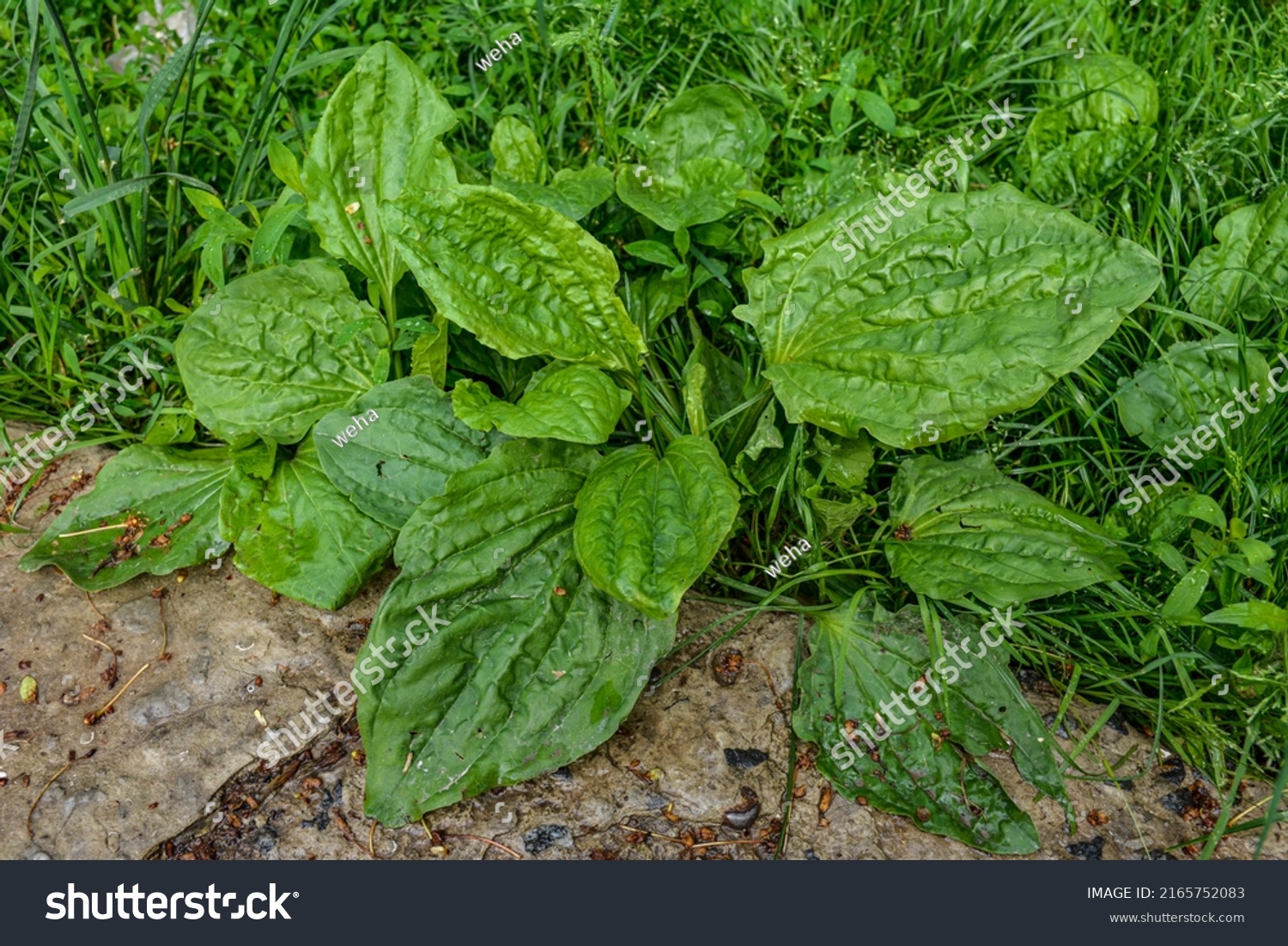 Greater Plantain Waybread Plantago Major L Stock Photo 2165752083 ...