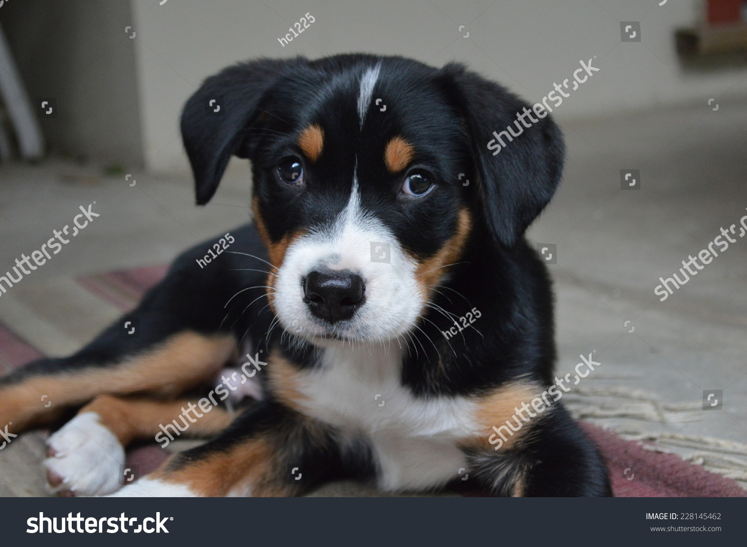 Greater Swiss Mountain Dog Puppy Stock Photo Edit Now 228145462