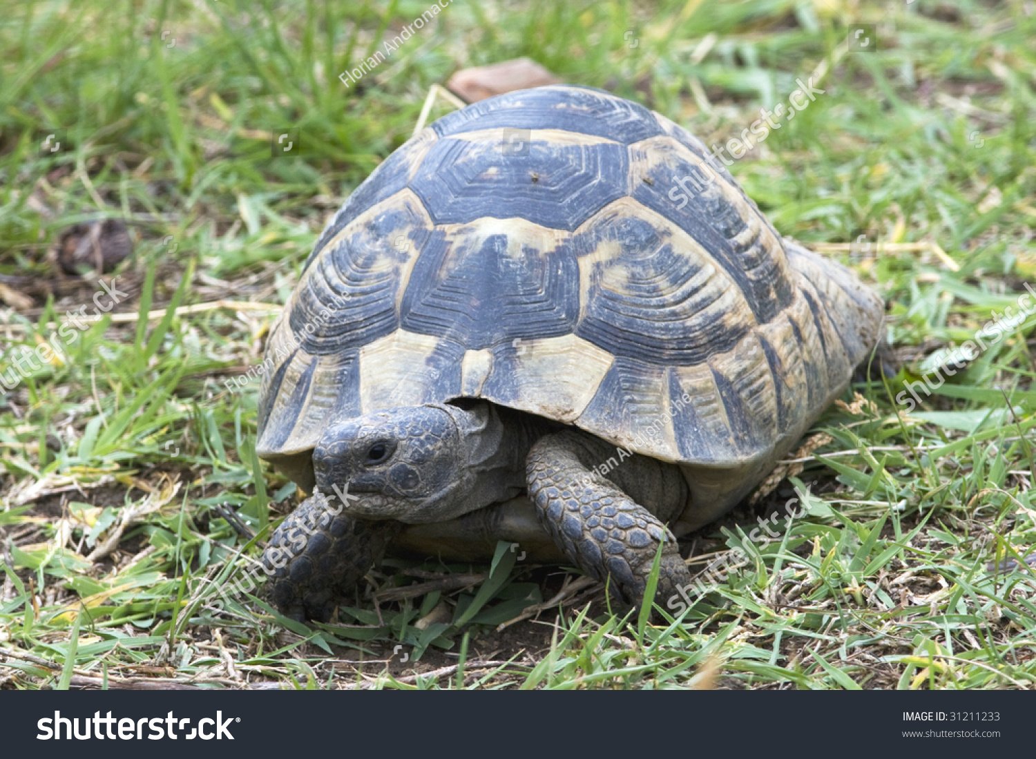 Greek Turtle / Testudo Graeca Ibera Stock Photo 31211233 : Shutterstock