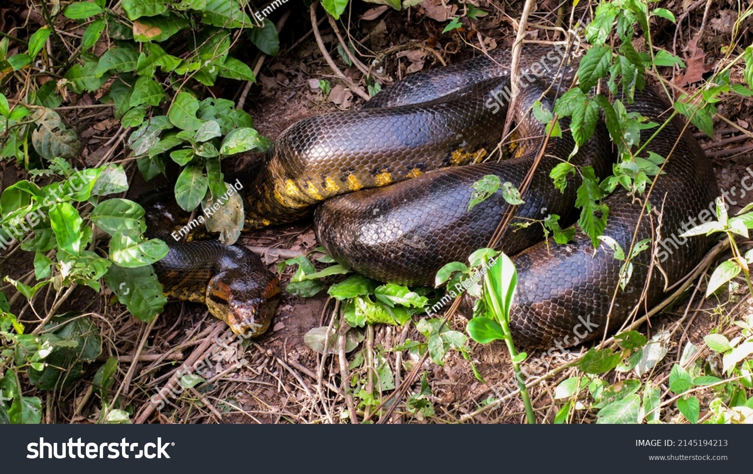 Green Anaconda Sun Eunectes Murinus Stock Photo (Edit Now) 2145194213 ...