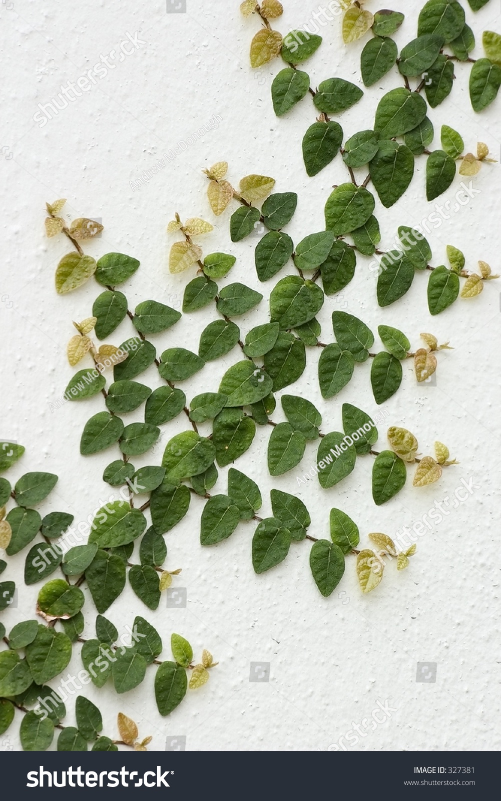 Green Gold Vines Growing On White Stock Photo 327381 - Shutterstock