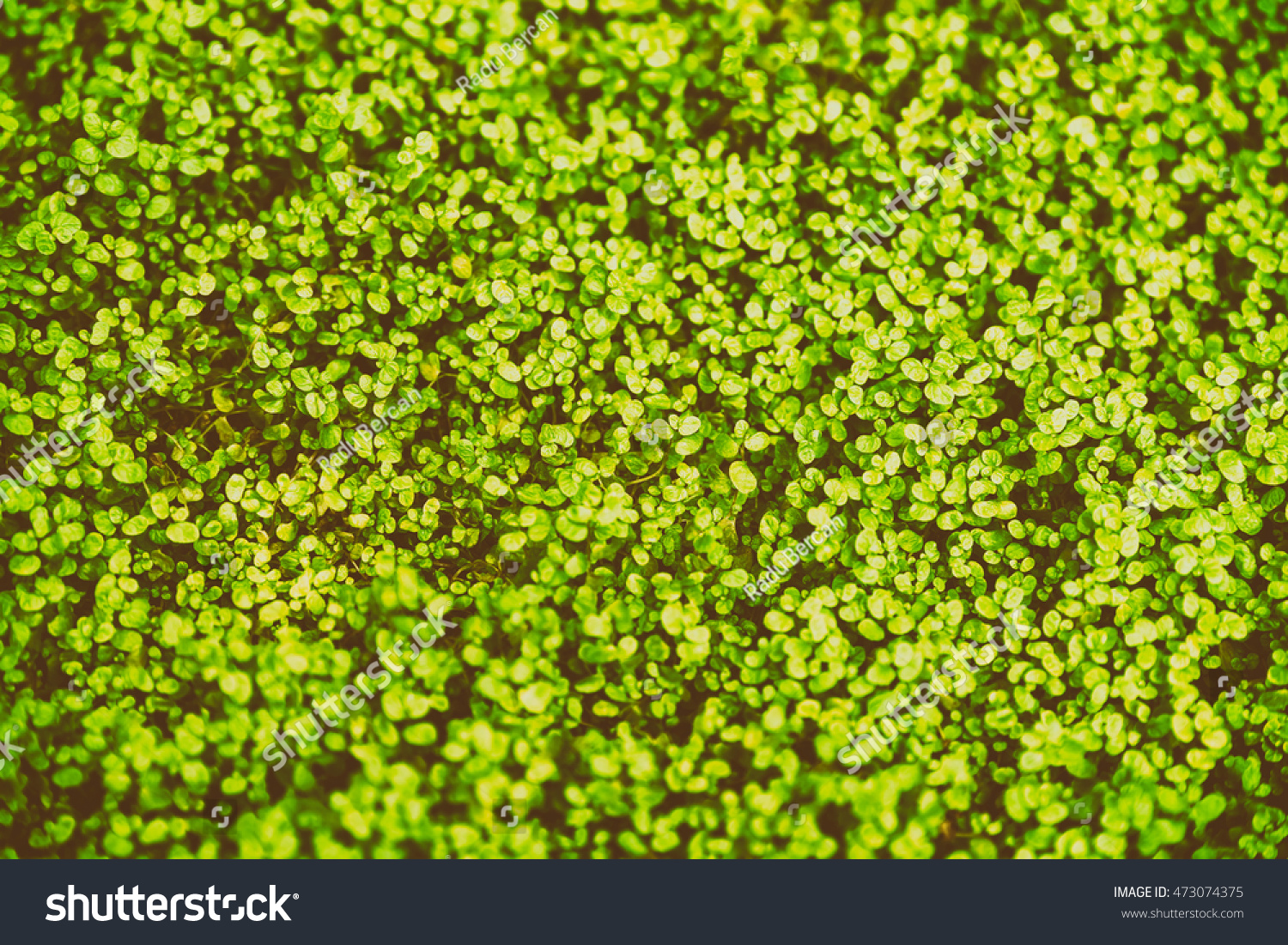 Green Angel Tear Plant Pollyanna Vine Stock Photo 473074375 | Shutterstock