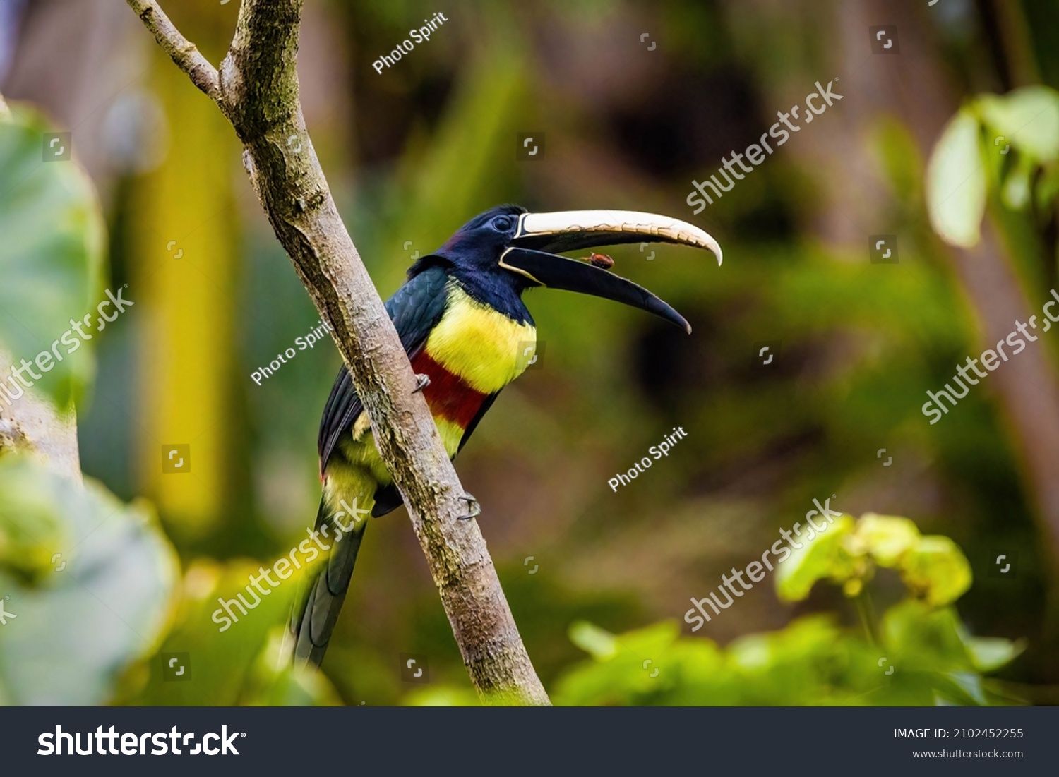 Green Aracari Eating Wild Toucan Close Stock Photo 2102452255 ...