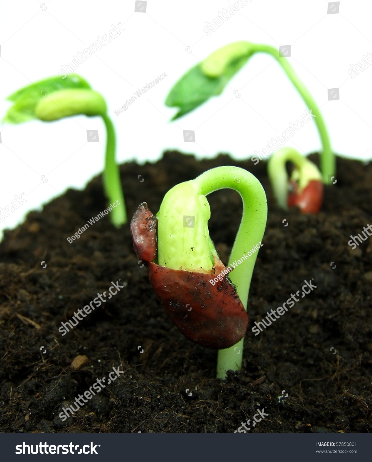 Green Bean Seed Growing Soil Stock Photo 57850801 - Shutterstock