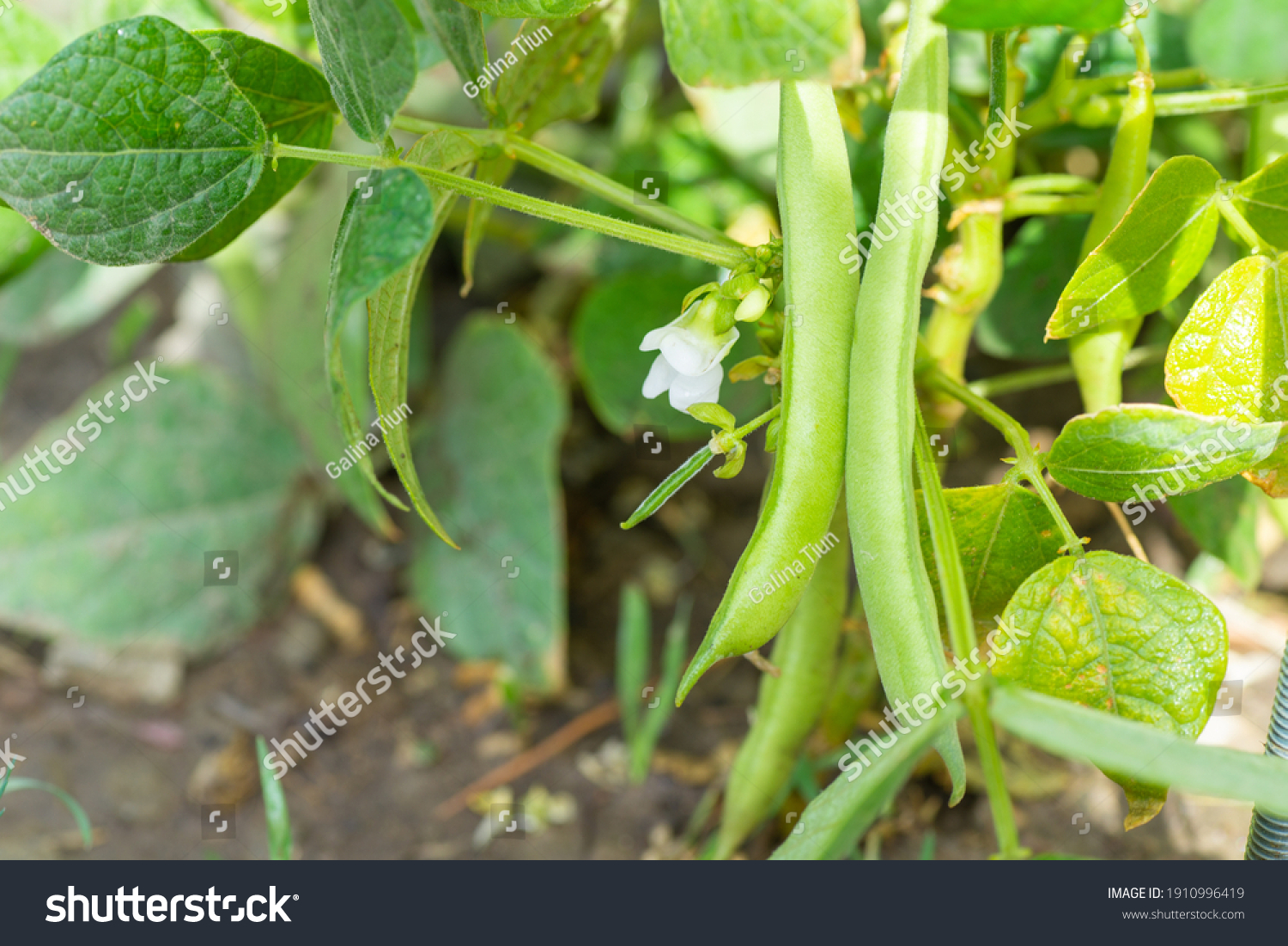 441,729 Bean plant Images, Stock Photos & Vectors | Shutterstock