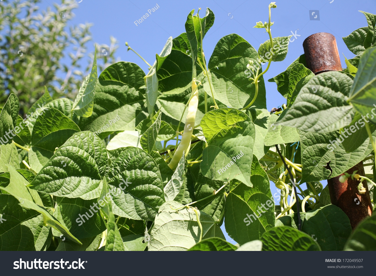 Green Beanstalk Stock Photo 172049507 - Shutterstock