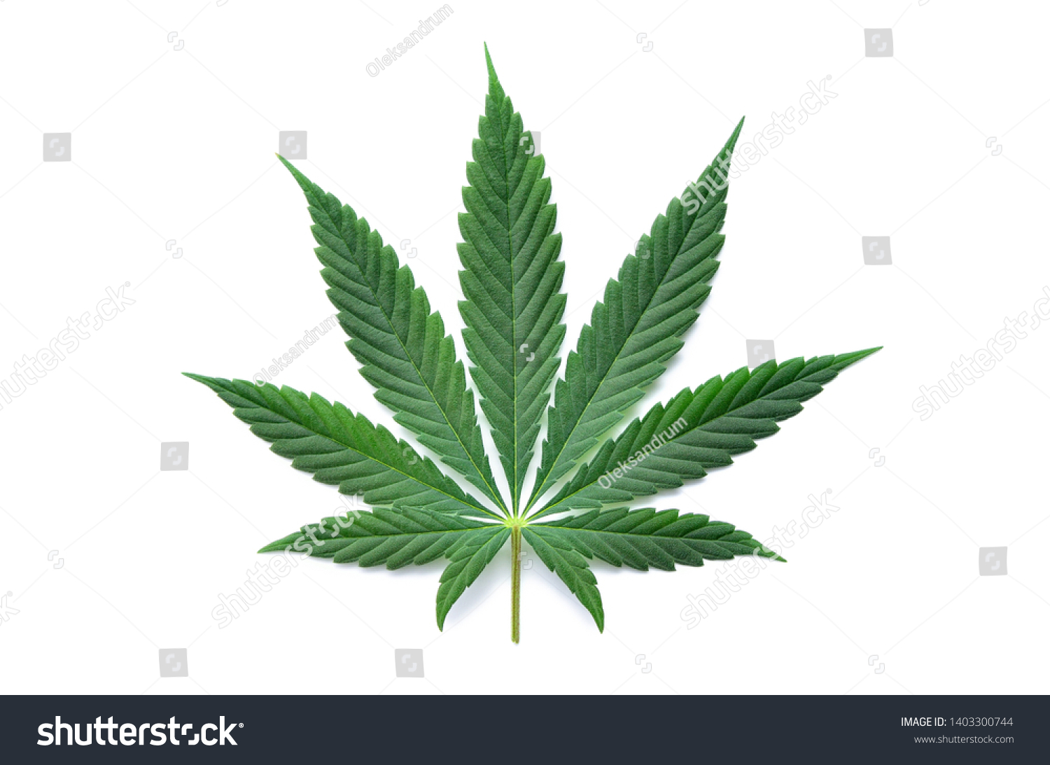 99359 Cbd Leaf Images Stock Photos And Vectors Shutterstock