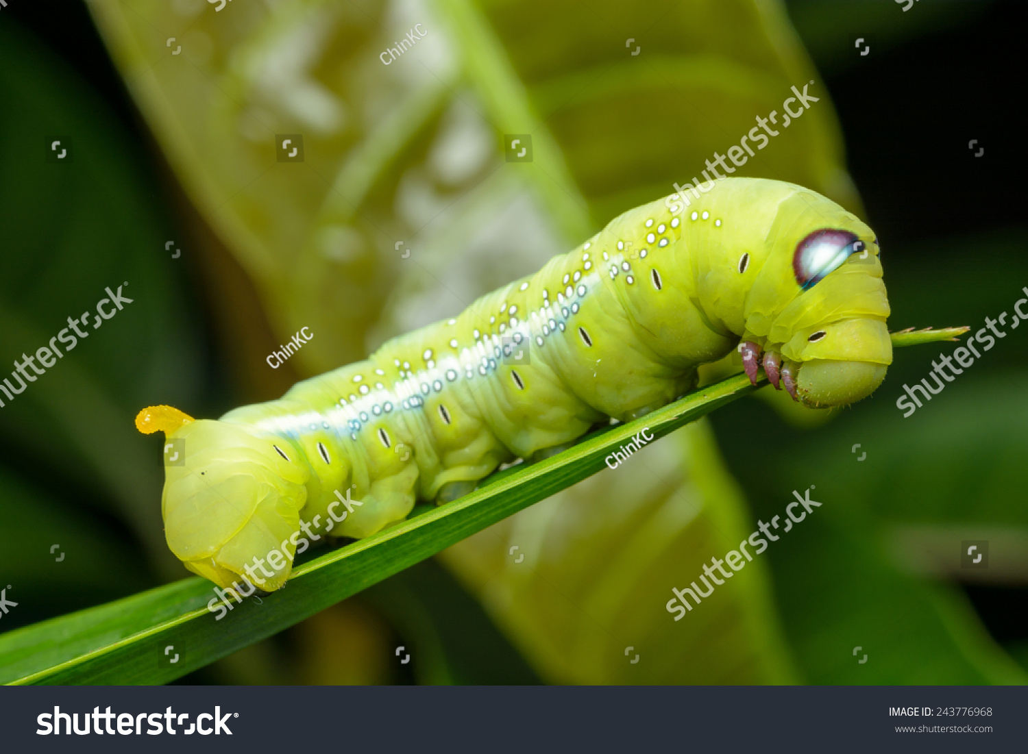 Green Caterpillar On Green Leaf Stock Photo 243776968 - Shutterstock