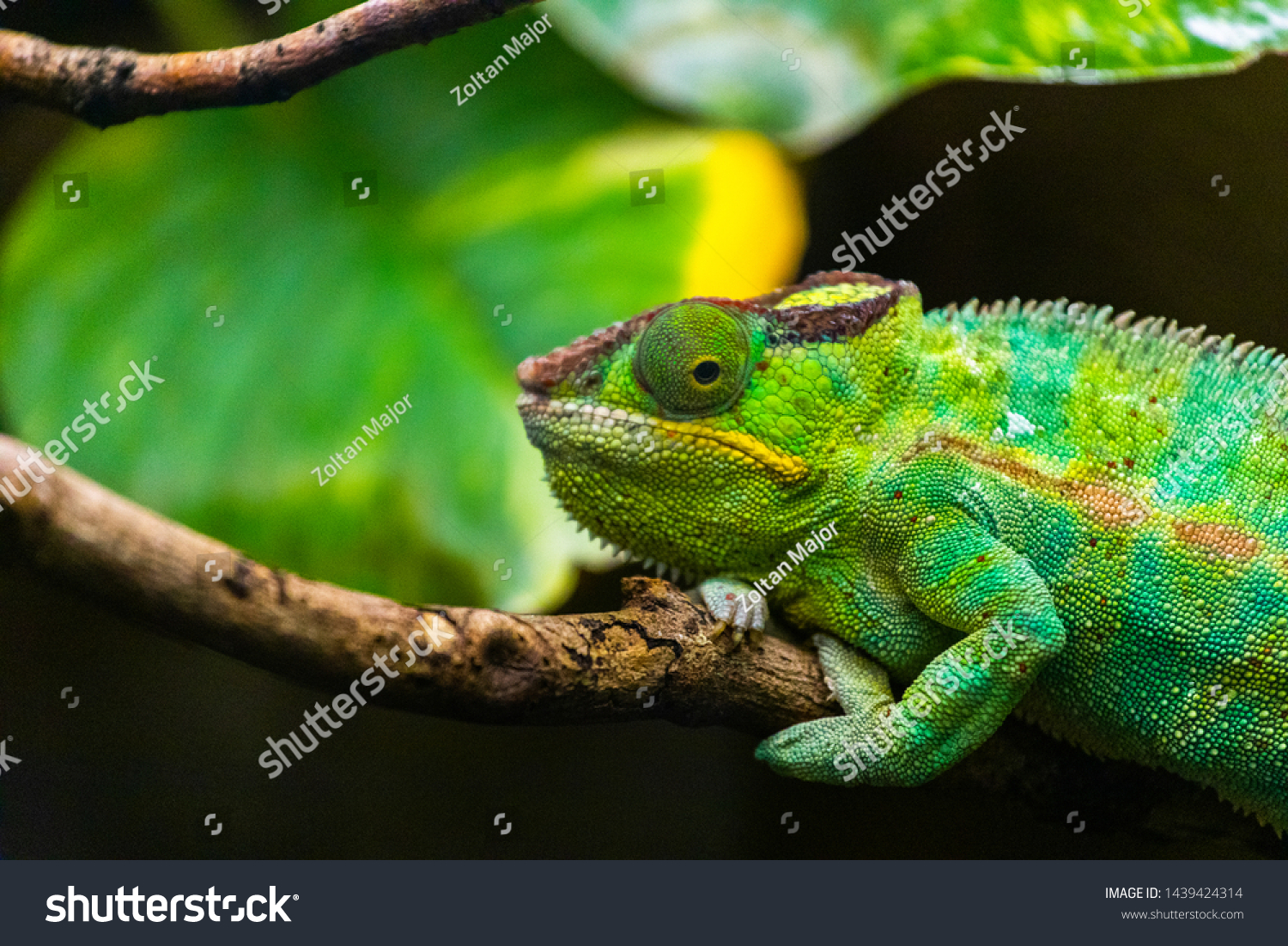 1,283 Chameleon standing Images, Stock Photos & Vectors | Shutterstock