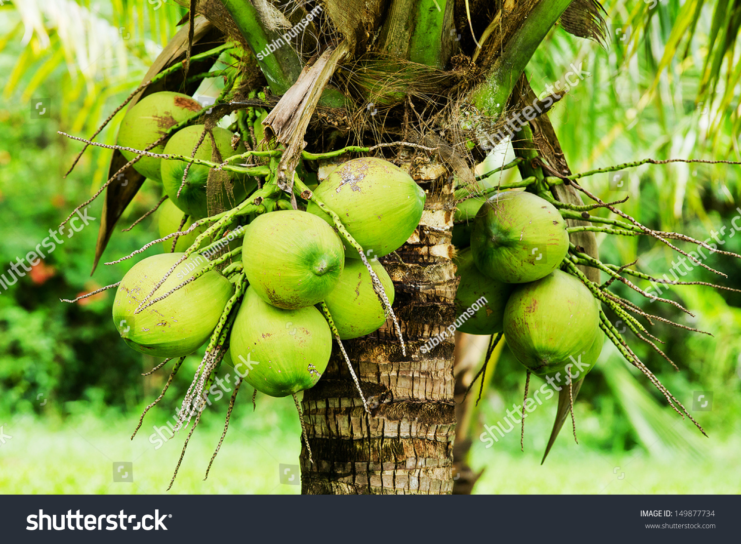 Green Coconut Tree Stock Photo 149877734 - Shutterstock