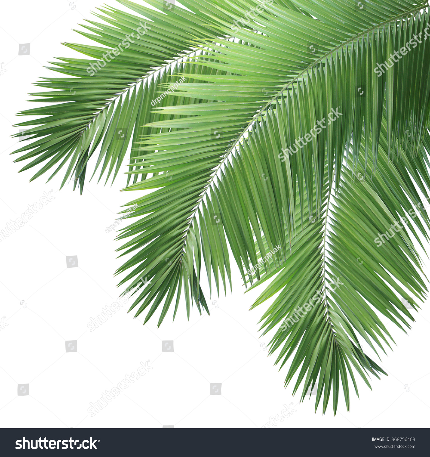 Green Coconut Leaf Frame Isolated On Stock Photo 368756408 - Shutterstock