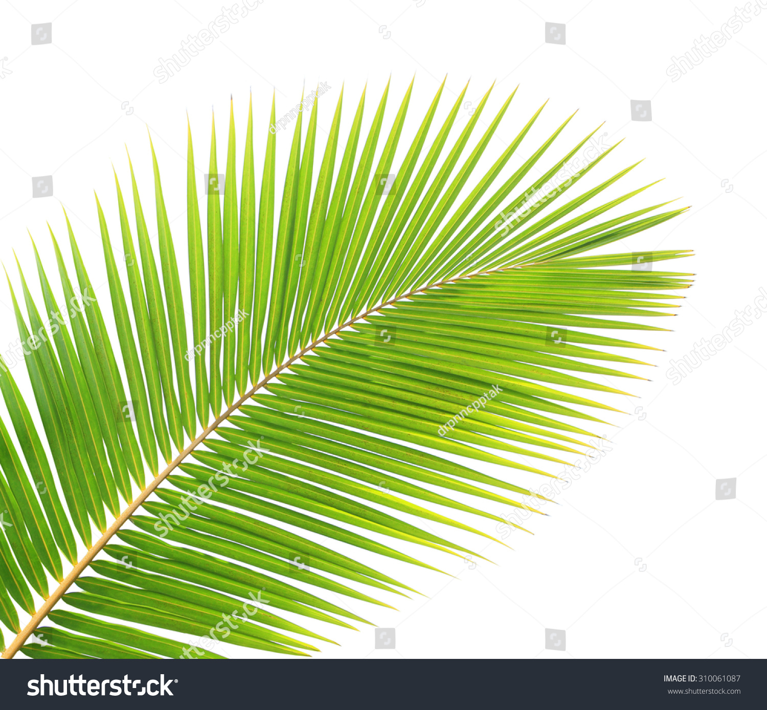 Green Coconut Leaf Isolated On White Stock Photo 310061087 - Shutterstock