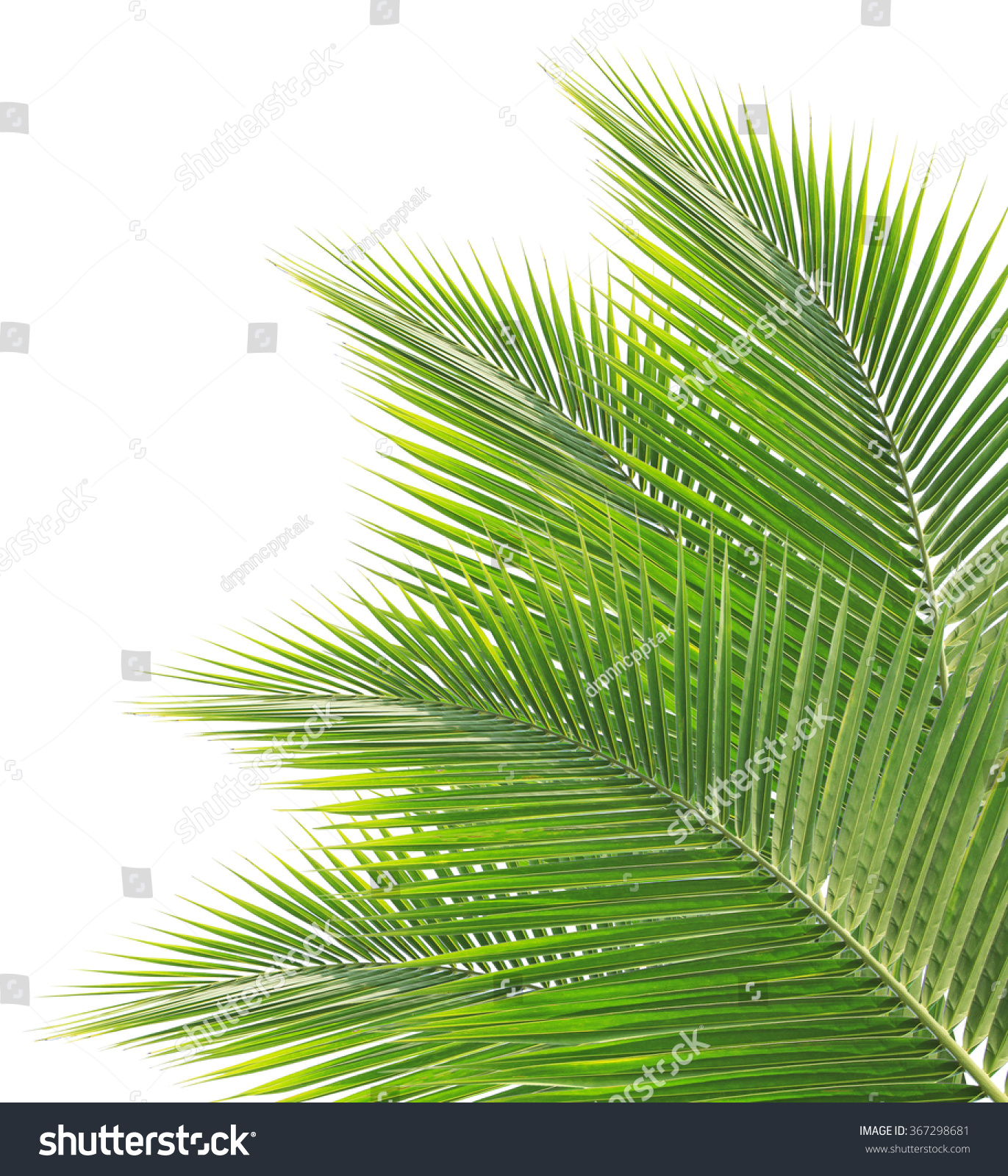 Green Coconut Leaf Isolated On White Background Stock Photo 367298681 ...