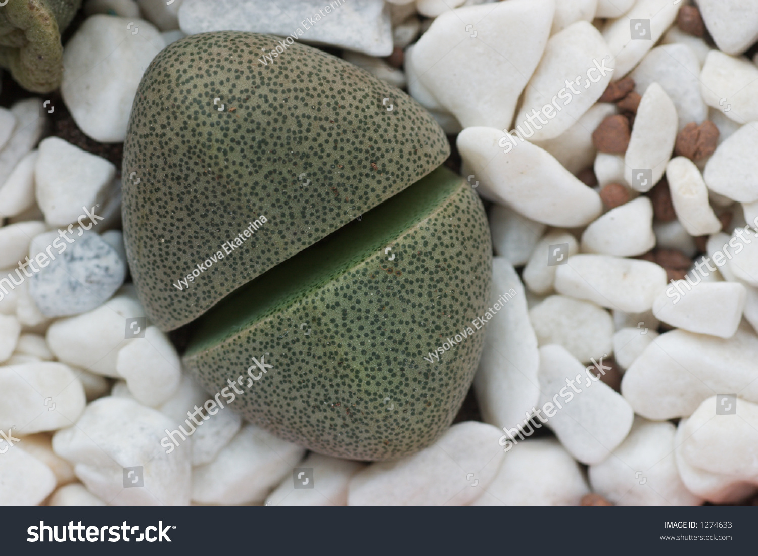 Green Dotted Thornless Cactus Stock Photo 1274633 - Shutterstock