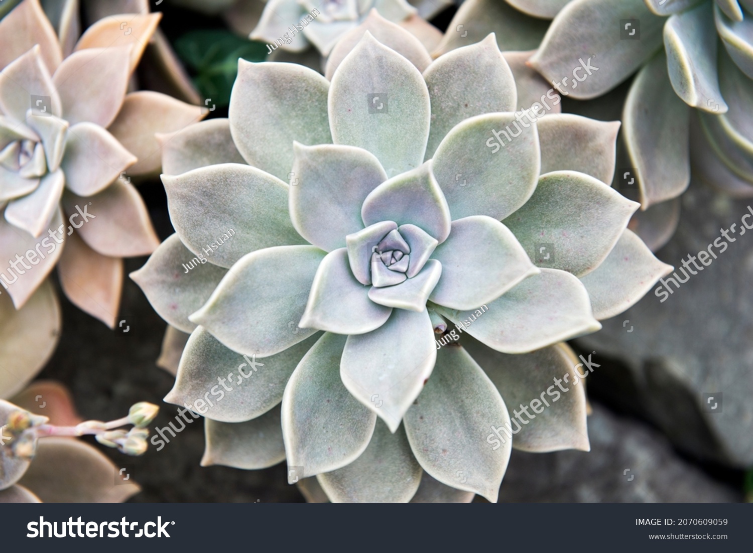 Green Echeveria Peacockii Peacock Echeveria Background Stock Photo 